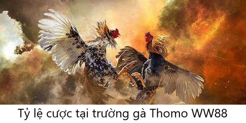 Tỷ lệ cược hấp dẫn tại trường gà Thomo WW88